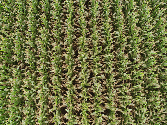 The spots are tiny, but clustered together in severe infestations, tar spot in corn can be visible from the air -- note the dark bronze leaves in this cornfield. (Photo courtesy Martin Chilvers, Michigan State University) 